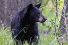 Young black bear at the National Bison Range in Moiese, Montana, USA. Art Print